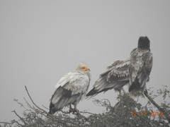 Neophron percnopterus