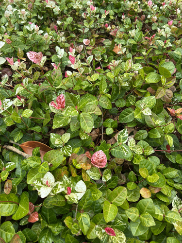 Trachelospermum asiaticum iNat (3)