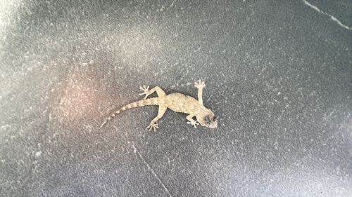 Moorish Gecko