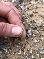 Leptosiphon ambiguus