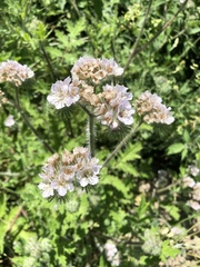 Phacelia cicutaria