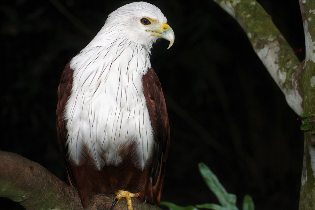 Brahminy Kite