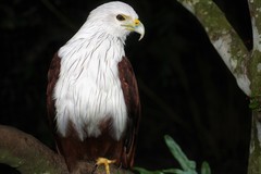 Haliastur indus intermedius