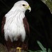 Malay Brahminy Kite - Photo (c) gery-dupas, some rights reserved (CC BY-SA), uploaded by gery-dupas
