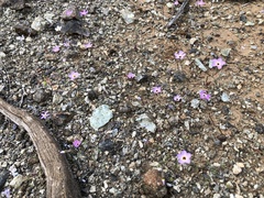 Leptosiphon ambiguus