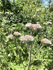 Phacelia cicutaria