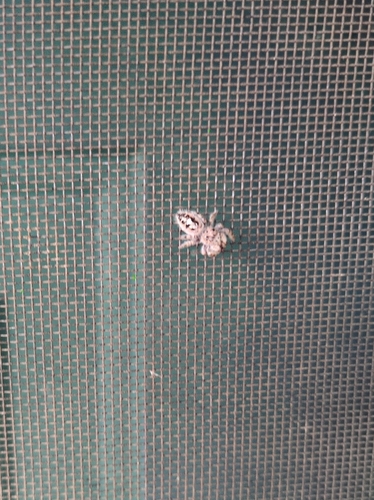 Putnam's Jumping Spider