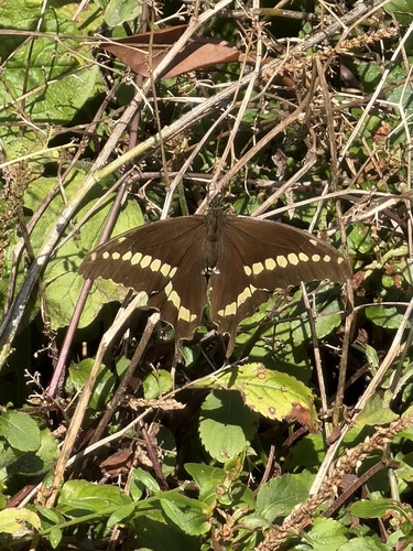 MacKinnon’s Swallowtail