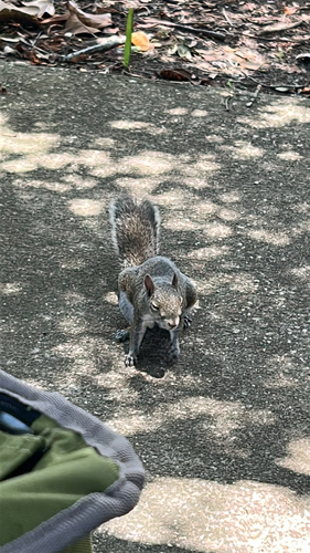 Eastern Gray Squirrel