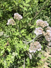 Phacelia cicutaria