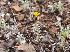 Lessingia tenuis