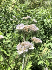 Phacelia cicutaria