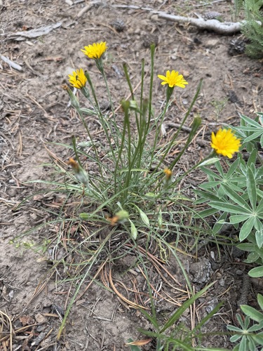 Microseris nutans, 2026-06-25