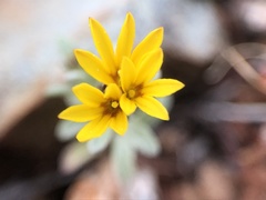 Lessingia tenuis