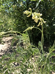 Astragalus trichopodus