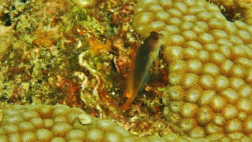 Cirripectes filamentosus observed 2026-05-08
