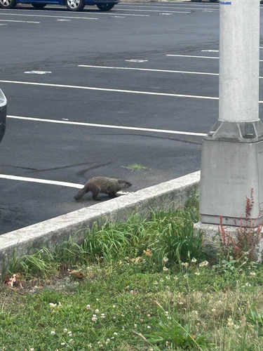 Groundhog