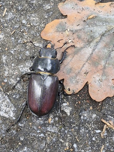 European Stag Beetle