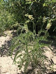 Astragalus trichopodus
