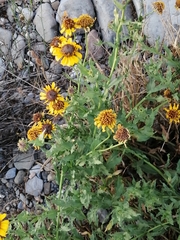 Helianthus laciniatus