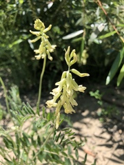 Astragalus trichopodus