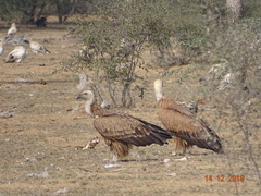 Gyps fulvus
