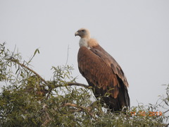Gyps fulvus