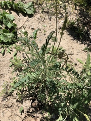 Astragalus trichopodus