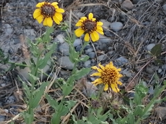 Helianthus laciniatus