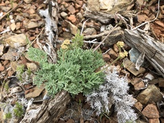 Lomatium observatorium