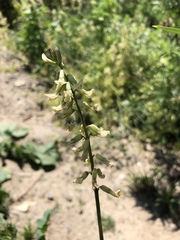 Astragalus trichopodus