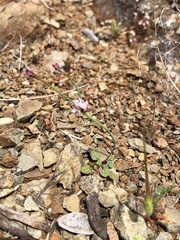 Eriogonum covilleanum