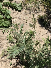 Astragalus trichopodus