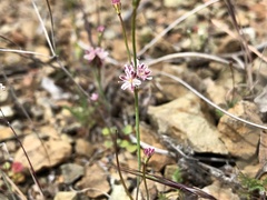 Eriogonum covilleanum