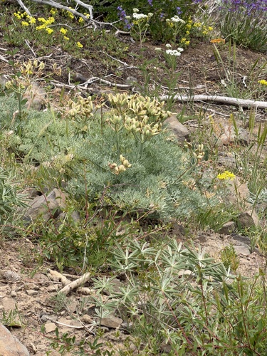 Lomatium columbianum, photograph 3