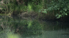 Common Kingfisher
