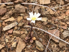 Malacothrix floccifera