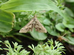 Diasemia