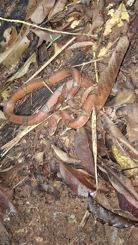 Oligodon purpurascens observed 2026-05-14