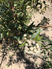 Baccharis salicifolia