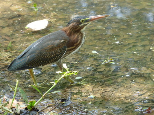 Green Heron photographed in Arkansas