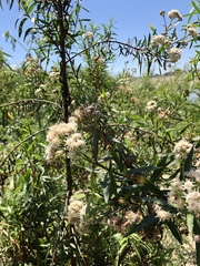 Baccharis salicifolia