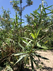 Baccharis salicifolia