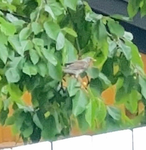 Fieldfare