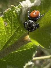 Phidippus phoenix