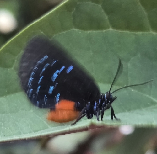Atala
