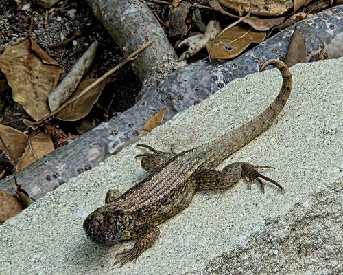 Northern Curly-tailed Lizard