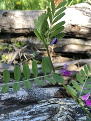 Vicia sativa