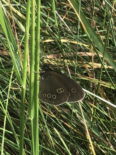 Ringlet
