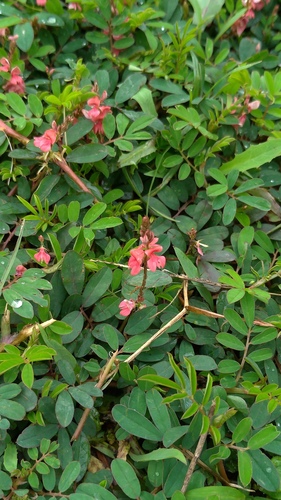Indigofera hendecaphylla iNat (2)